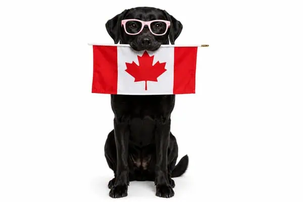 best dog products Canada