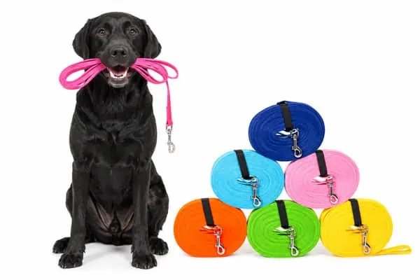best dog leashes