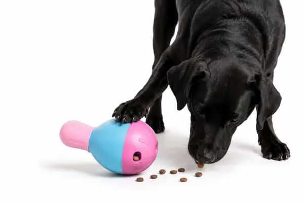 dog treat puzzles